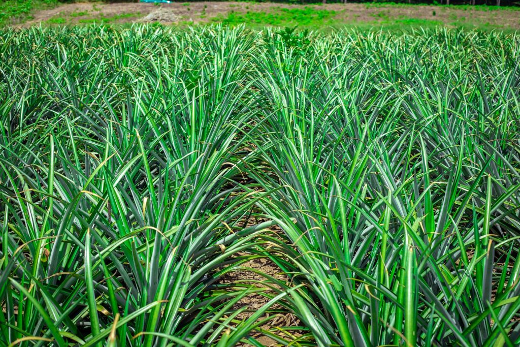 Rangées de plants d’ananas dans un champ à Bonoua