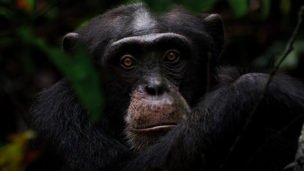 Chimpanzé dans la forêt du parc national de Taï