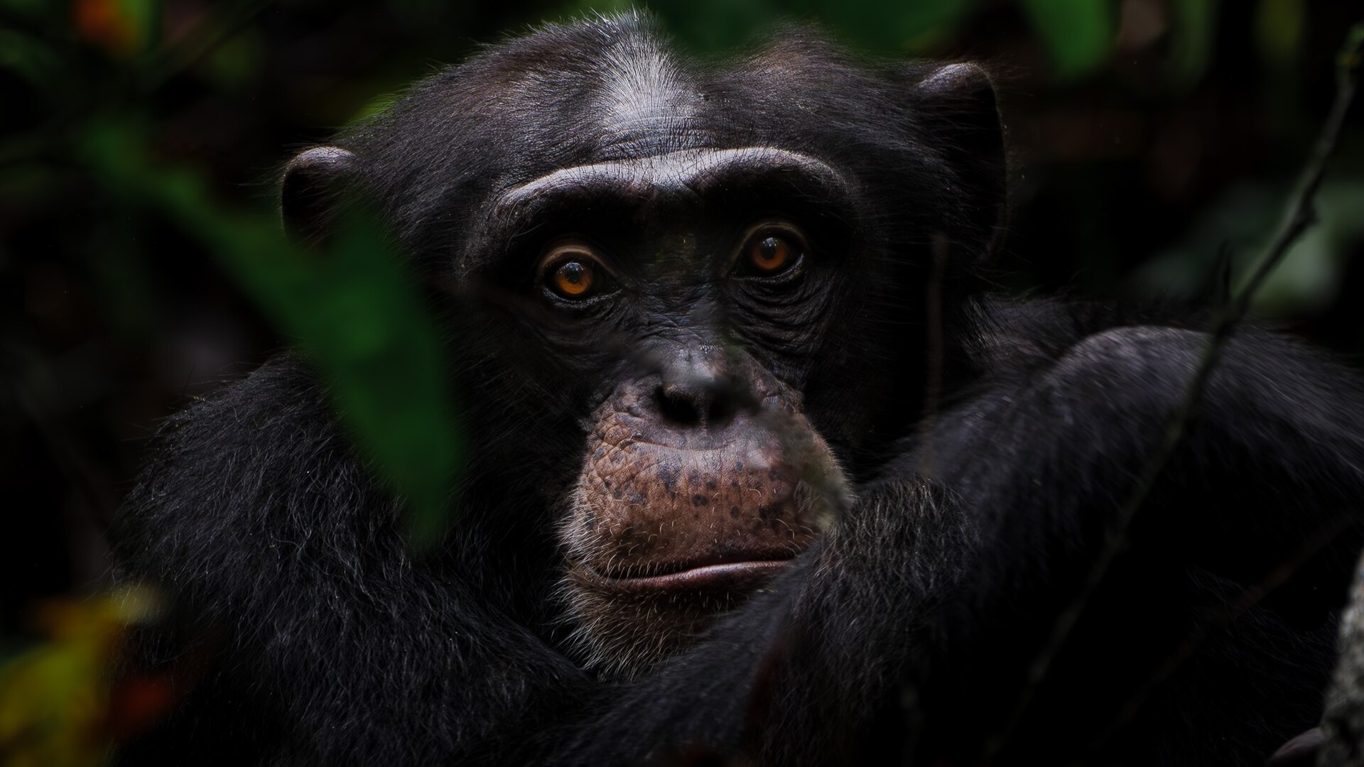 Chimpanzé dans la forêt du parc national de Taï