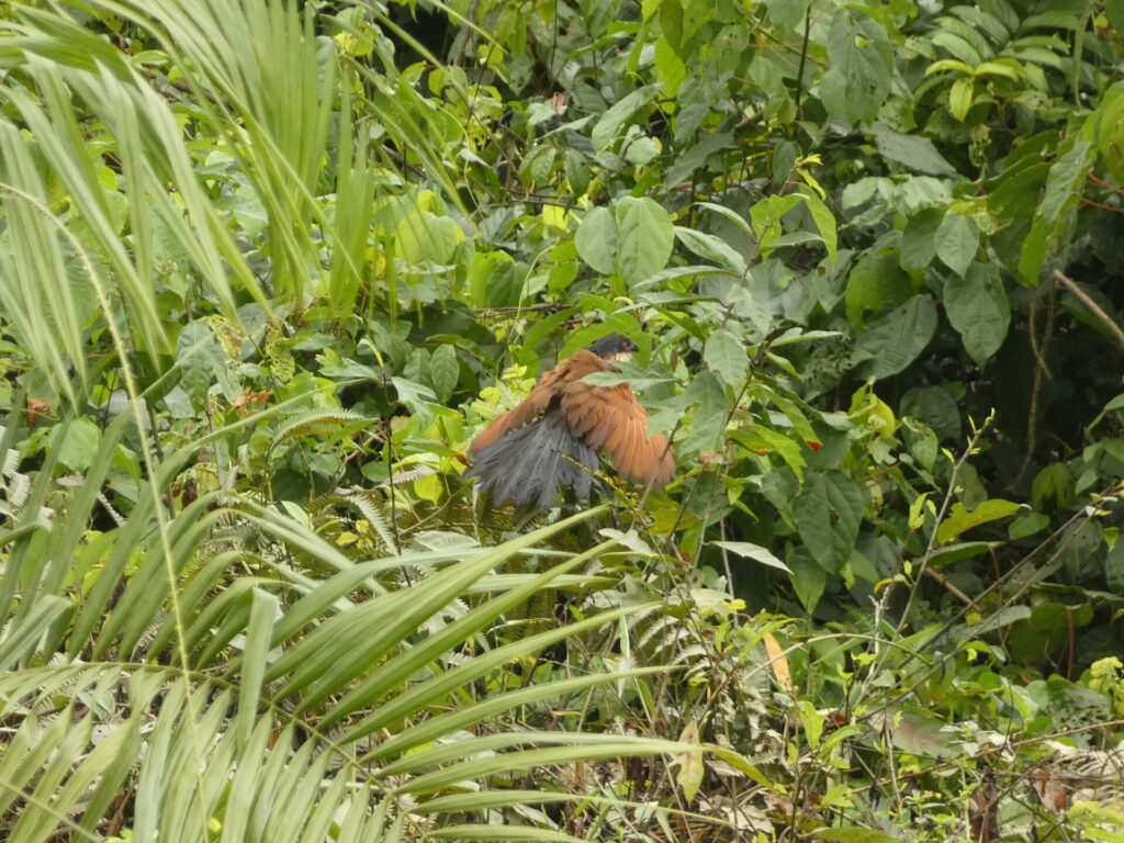 Coucal au plumage roux et noir perché dans la végétation dense du parc national de Taï