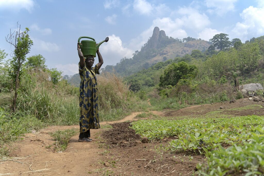 Femme portant un arrosoir sur la tête sur un chemin entre des cultures, avec le piton rocheux de la Dent de Man en arrière-plan