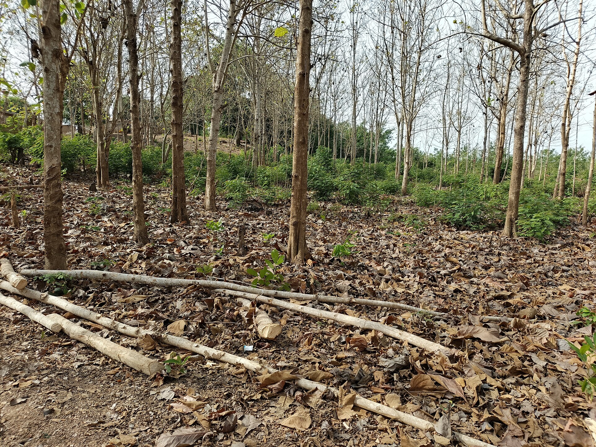 Rangées de tecks aux feuilles sèches sur un sol couvert de feuilles mortes, près de Dimbokro