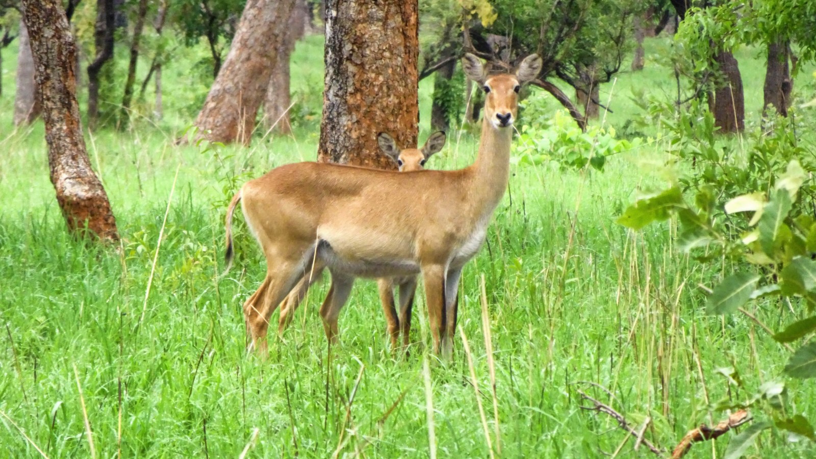 Kob de Buffon femelle et son petit dans la savane boisée du parc national de la Comoé