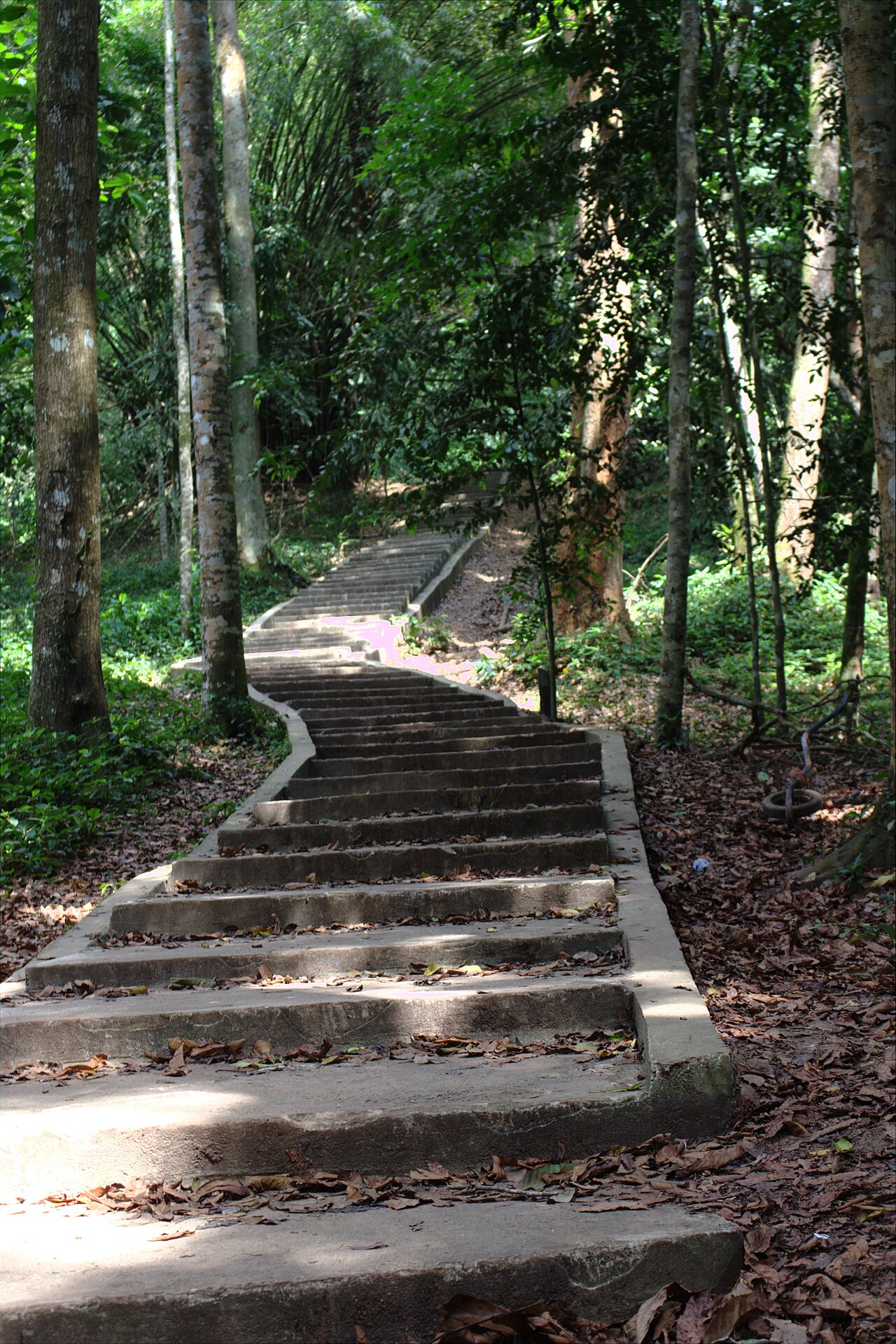Escalier de pierre d'un sentier de randonnée sous les grands arbres du parc national du Banco