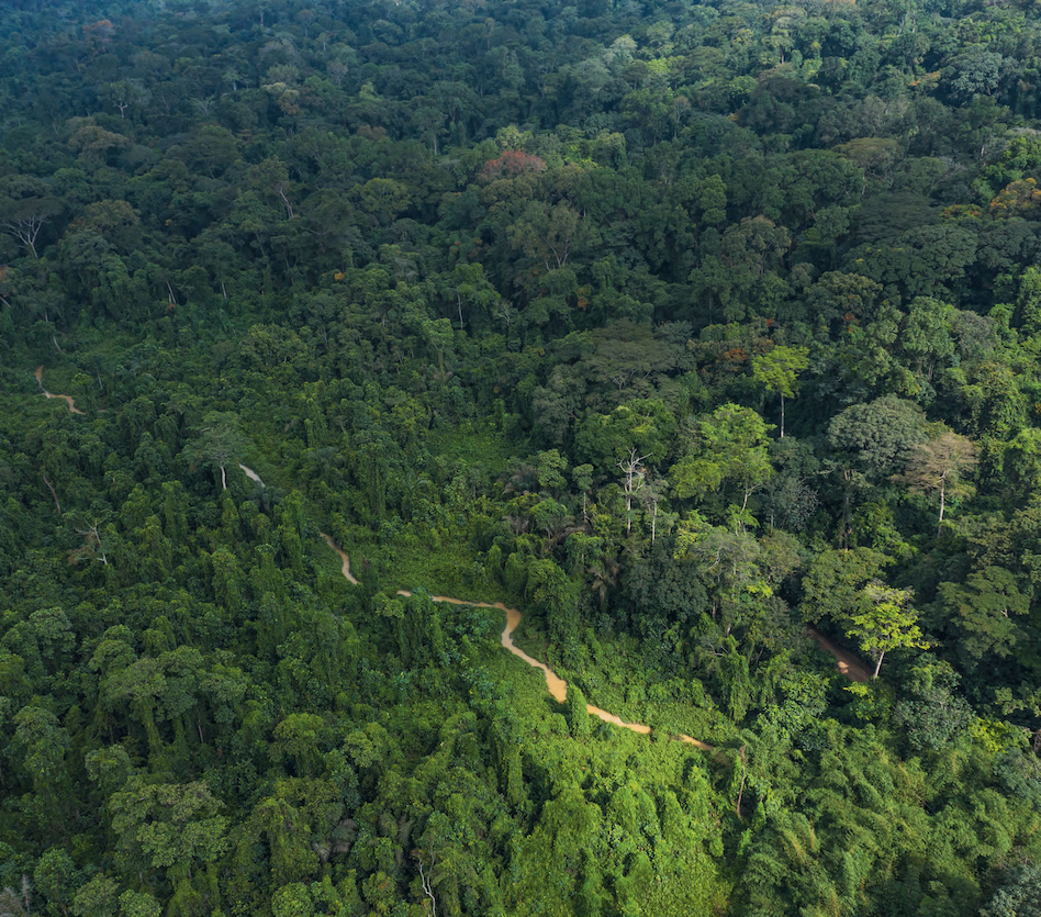Vue aérienne de la canopée continue du parc national du Banco, à Abidjan
