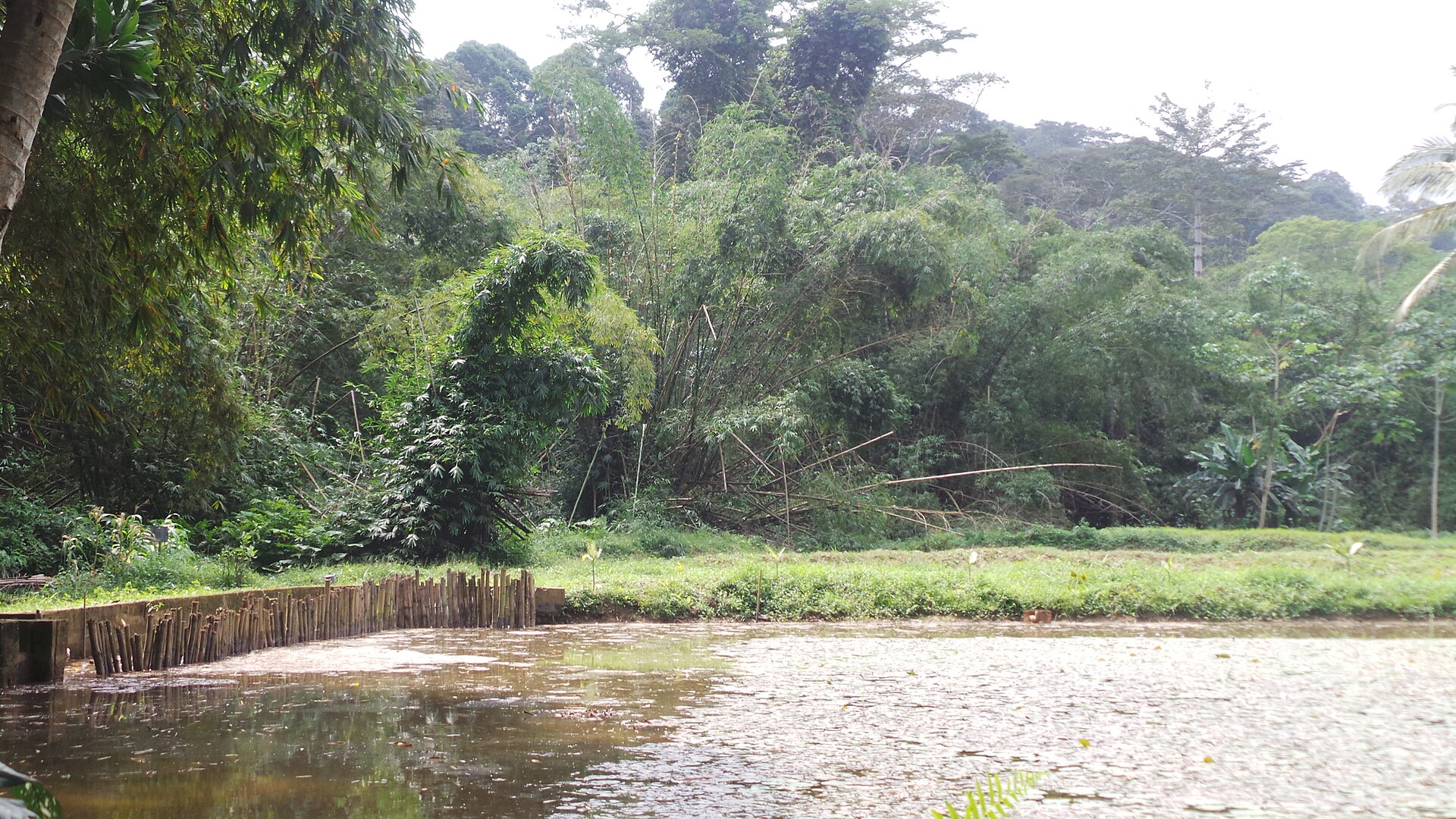 Étang bordé de bambous et de forêt dense au parc national du Banco, à Abidjan