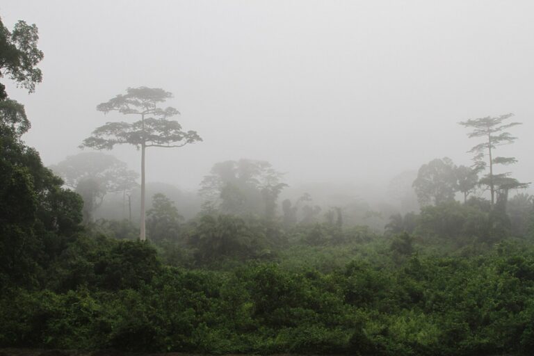 Randonnée et nature à Taï : écolodge, chimpanzés et forêt primaire