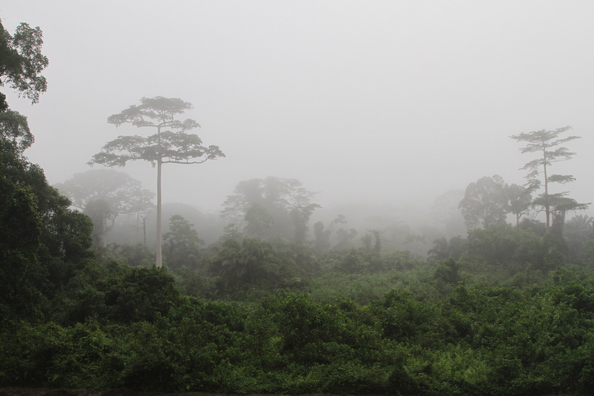 Grands arbres émergeant de la brume au-dessus de la forêt du parc national de Taï