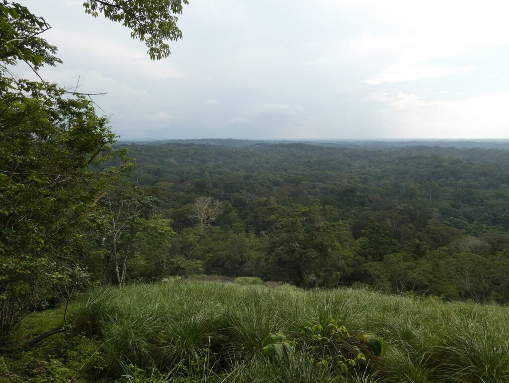 Vue sur l'immense forêt tropicale du parc national de Taï depuis le mont Niénokoué