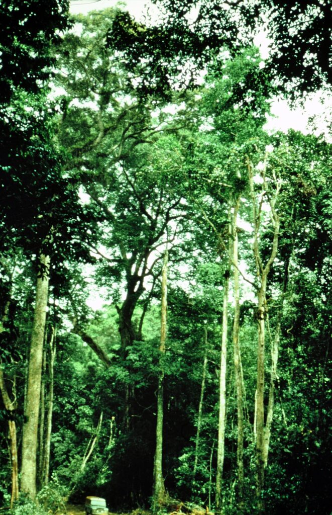 Sous-bois de la forêt primaire du parc national de Taï, grands troncs élancés et végétation dense