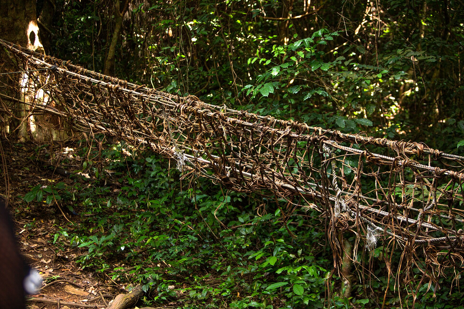 Pont de lianes tressées suspendu dans la forêt de l'ouest ivoirien